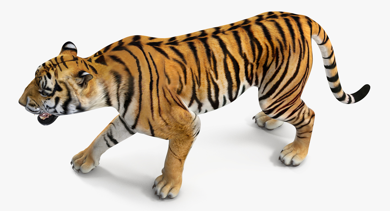 Tiger Rigged 3D