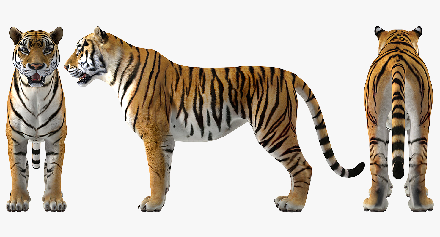 Tiger Rigged 3D