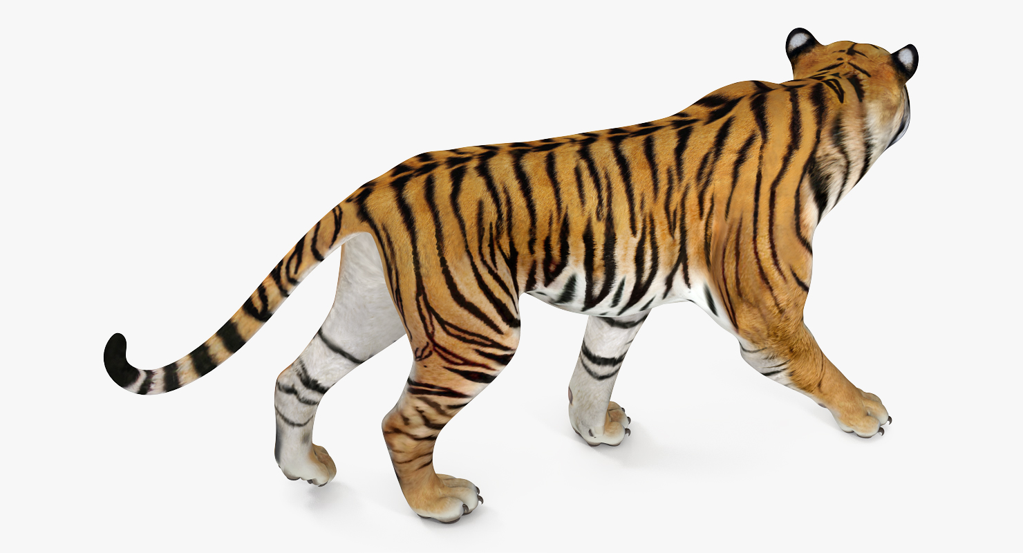 Tiger Rigged 3D