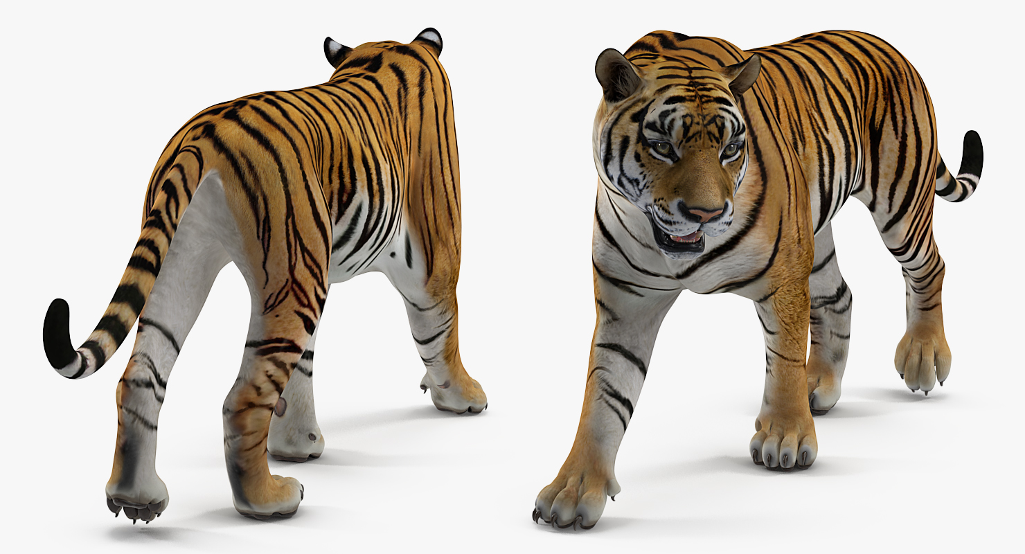 Tiger Rigged 3D