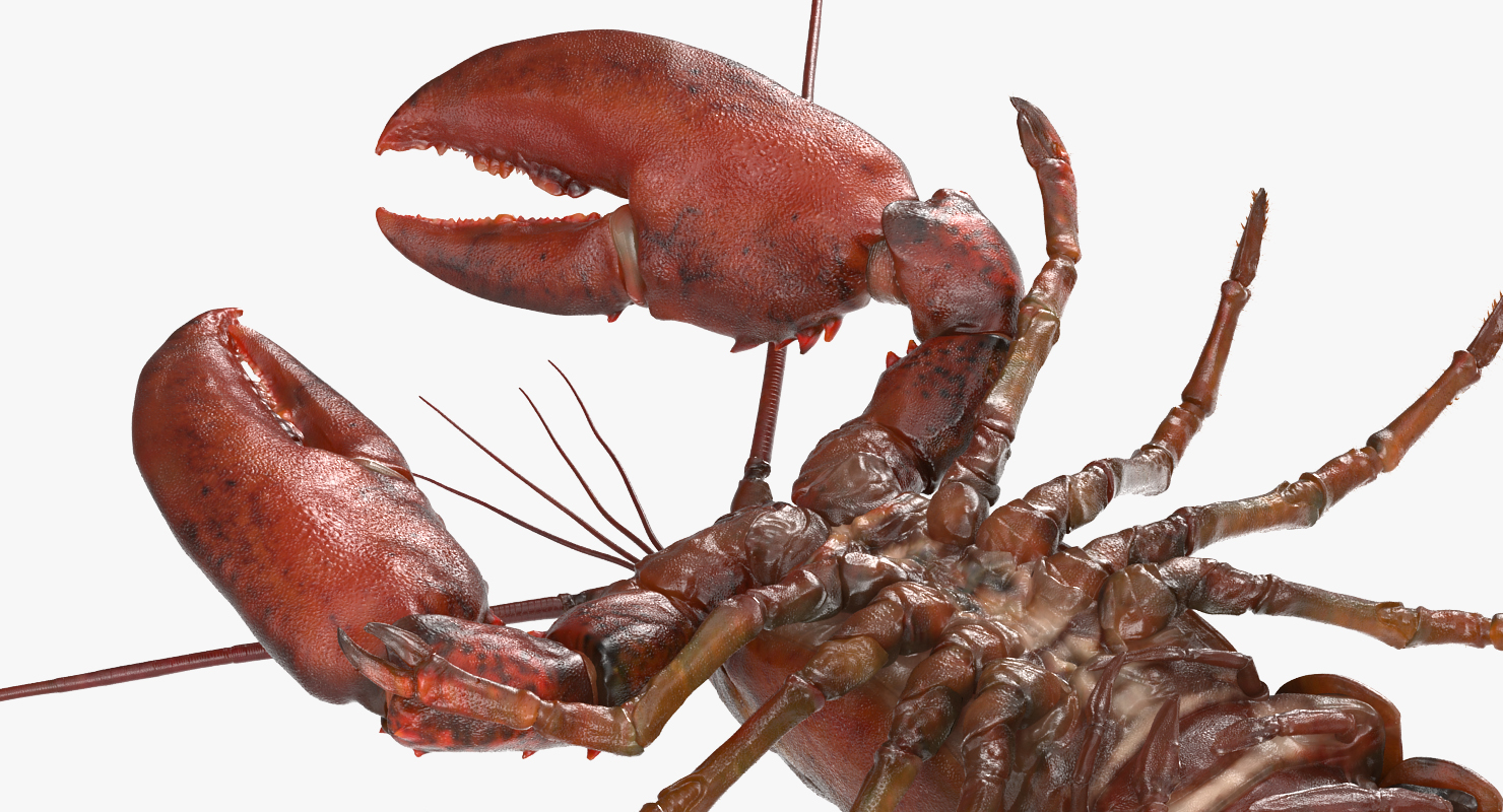 3D Lobster Pose 4 with Fur model