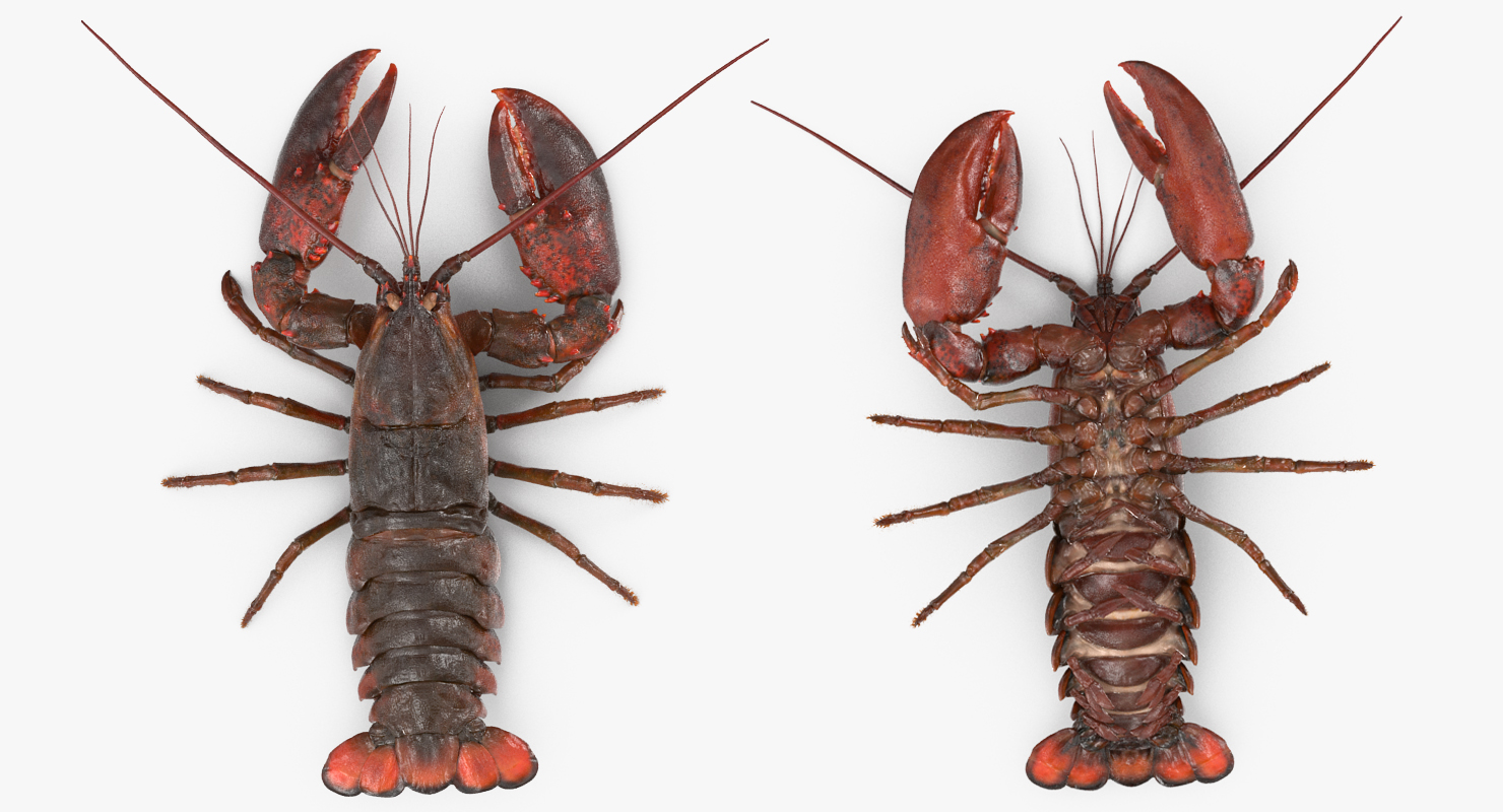 3D Lobster Pose 4 with Fur model