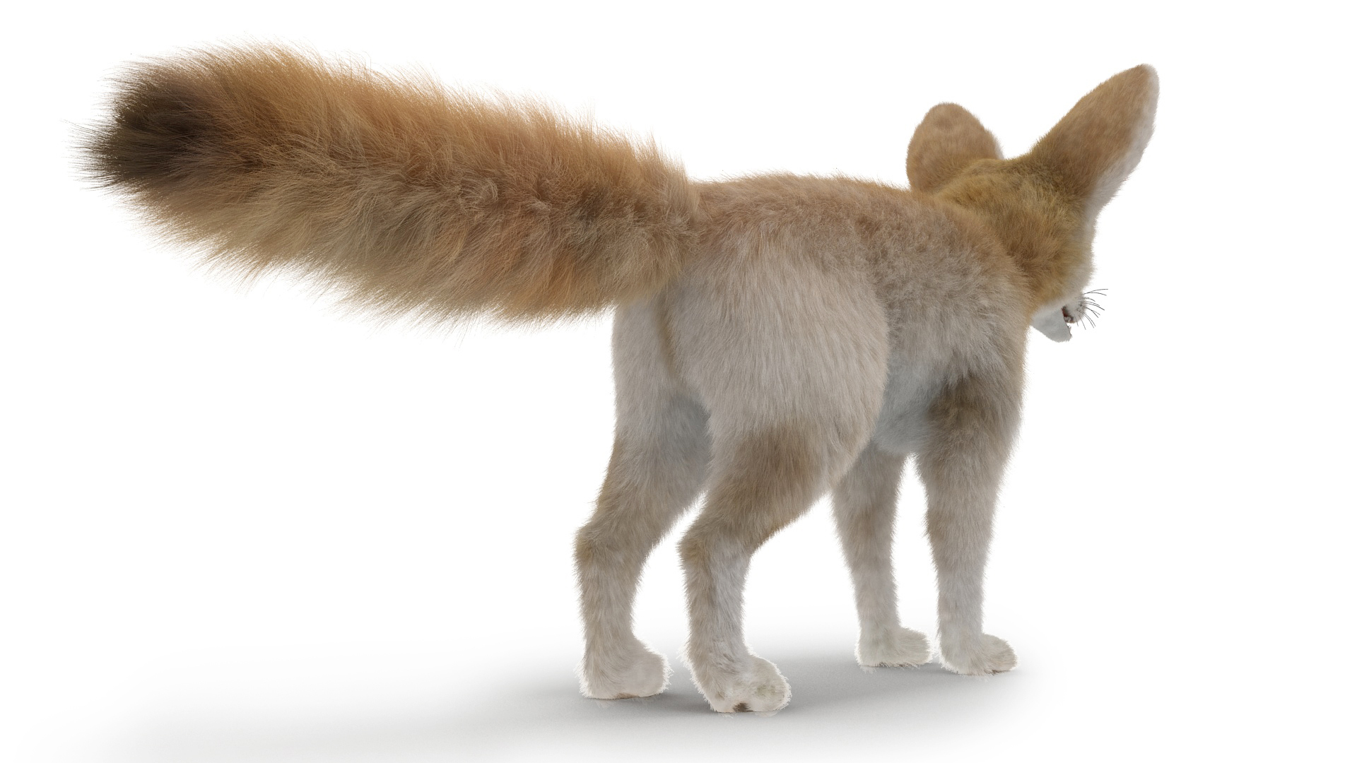 Fennec Fox Fur 3D model