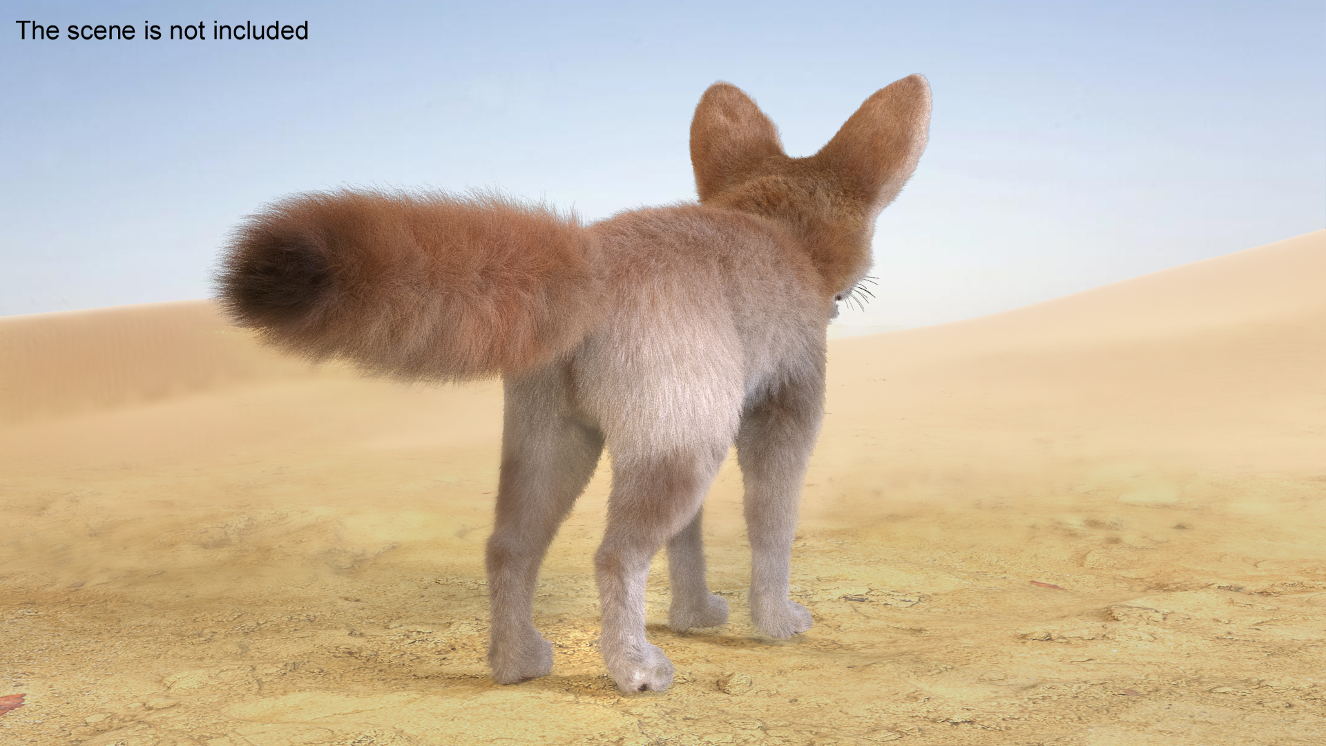 Fennec Fox Fur 3D model