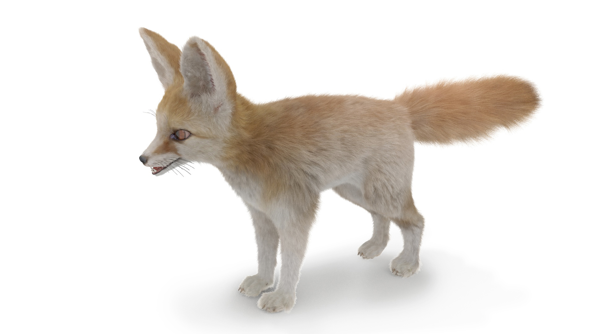 Fennec Fox Fur 3D model