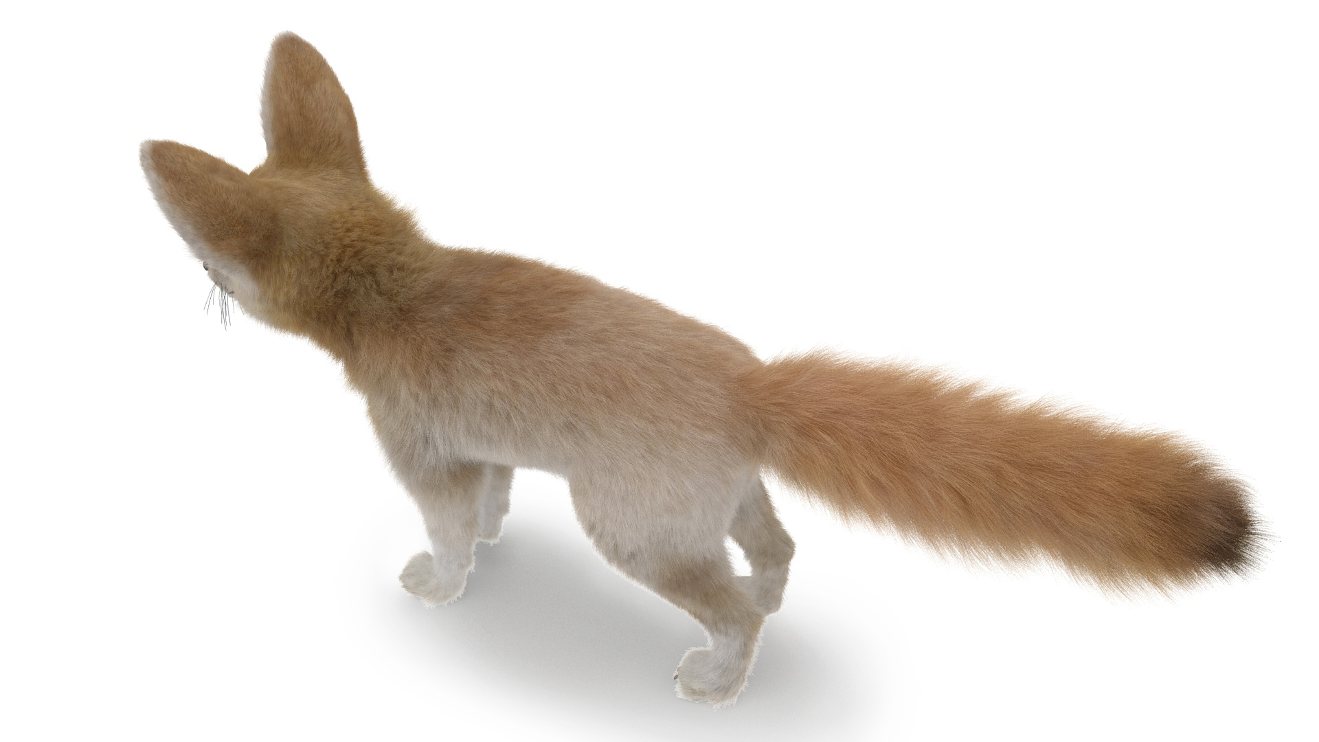 Fennec Fox Fur 3D model