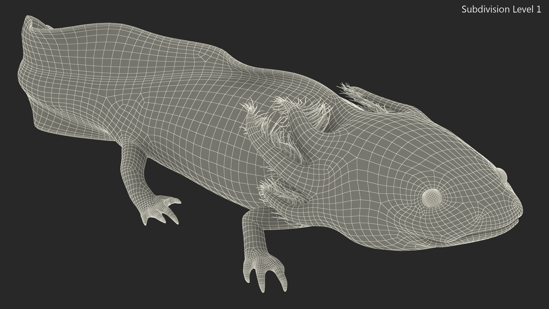 Ambystoma Mexicanum 3D model