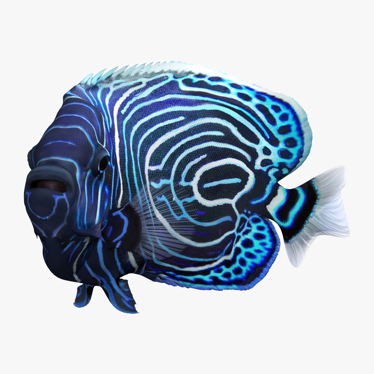 3D Emperor Angelfish Rigged for Maya model