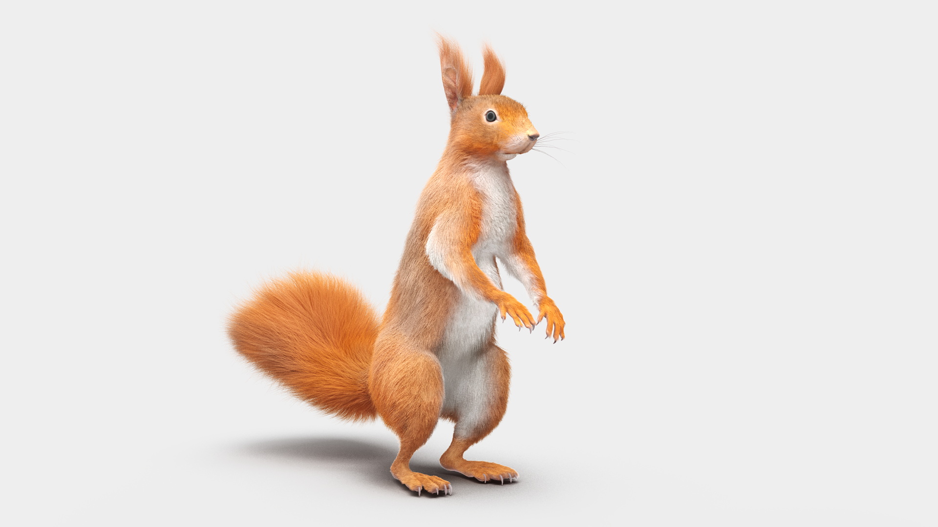 3D Red Squirrel in Standing Pose Fur model