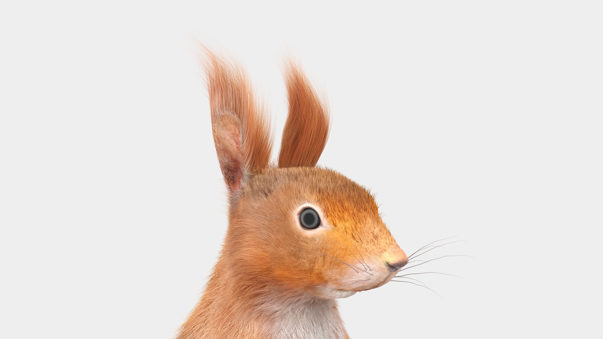 3D Red Squirrel in Standing Pose Fur model