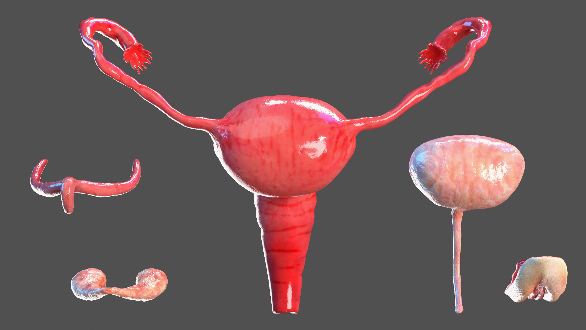 3D Full Body Kid Girl Anatomy