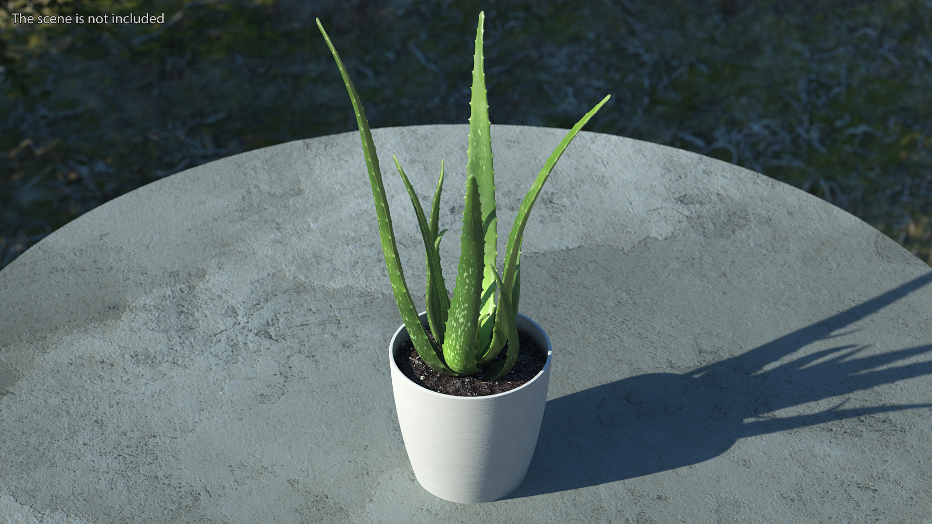 Aloe Pot Plant 3D model