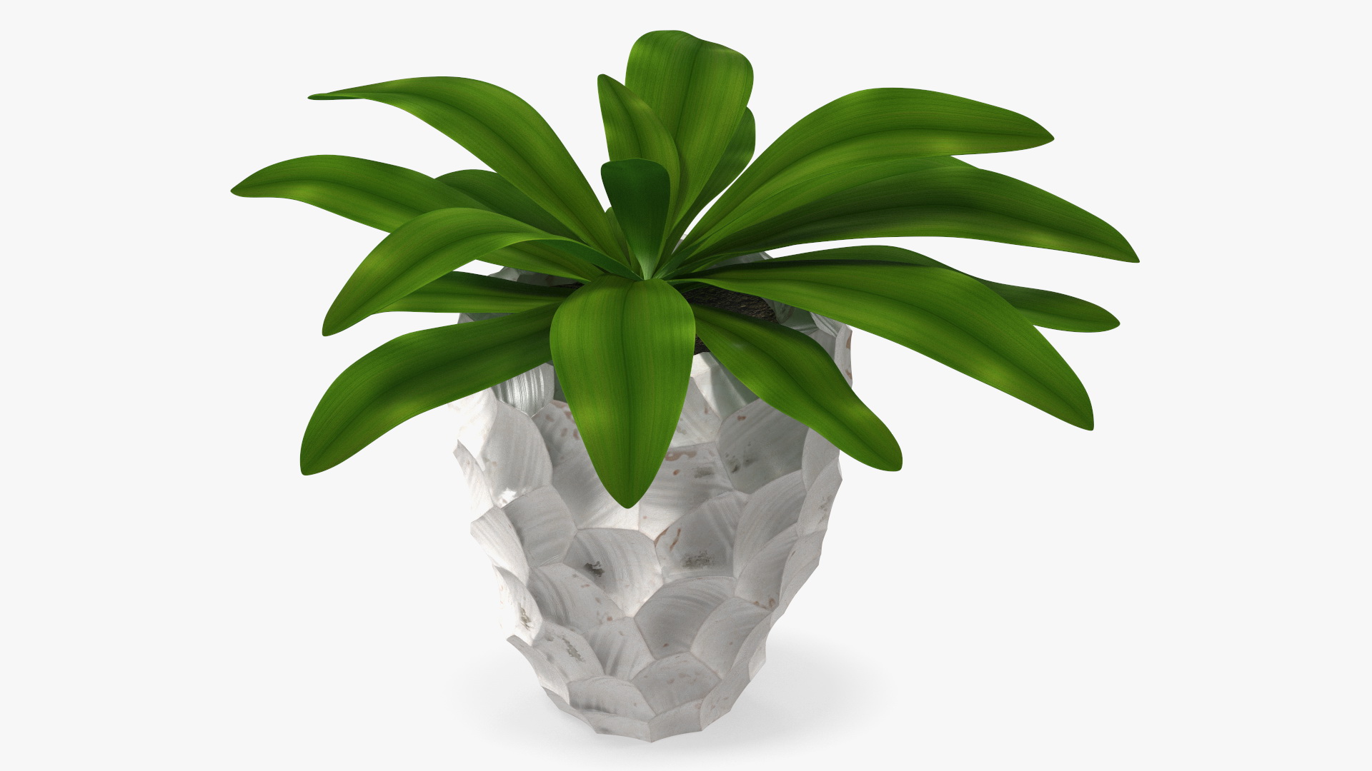 Cordyline Glauca in Modern Flower Pot 3D