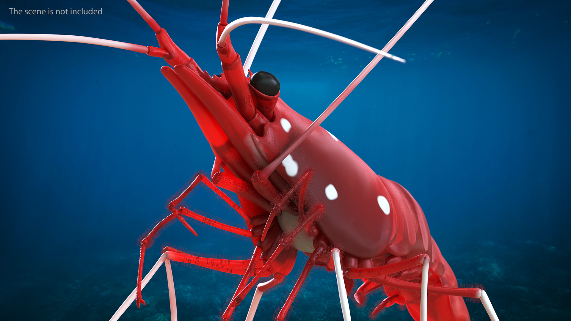 Scarlet Skunk Cleaner Shrimp Fur 3D