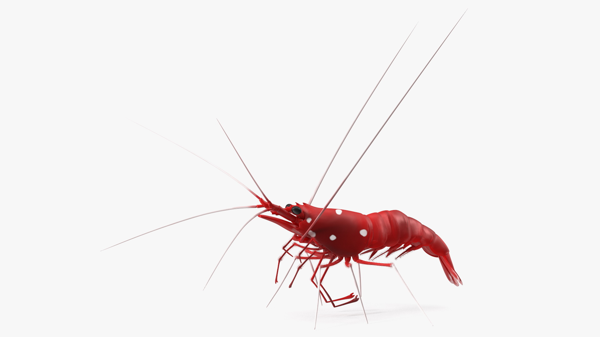 Scarlet Skunk Cleaner Shrimp Fur 3D