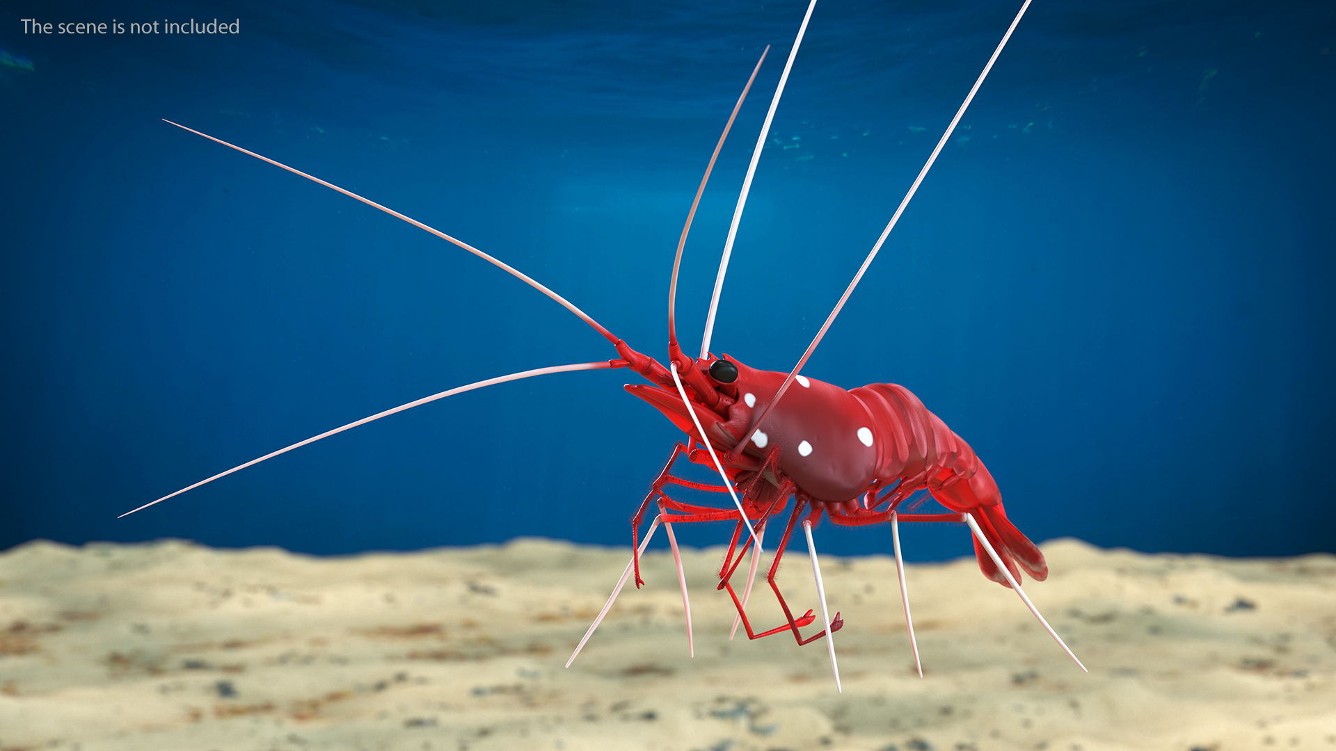 Scarlet Skunk Cleaner Shrimp Fur 3D