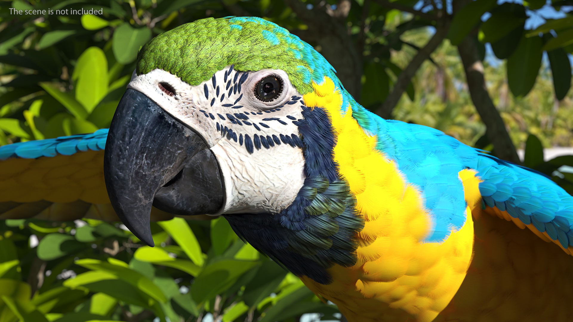 3D model Blue and Yellow Macaw Parrot Flight Pose