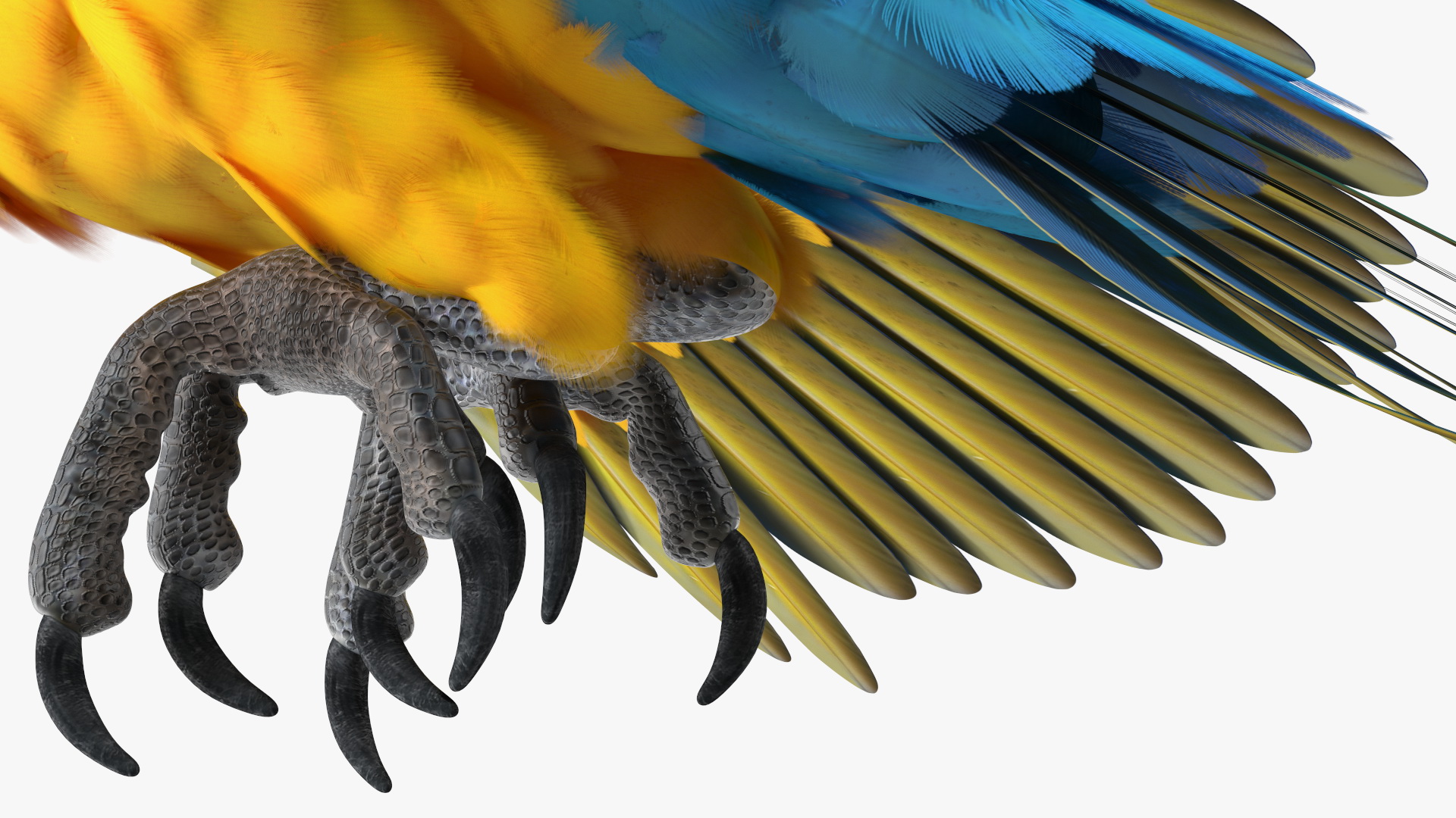 3D model Blue and Yellow Macaw Parrot Flight Pose