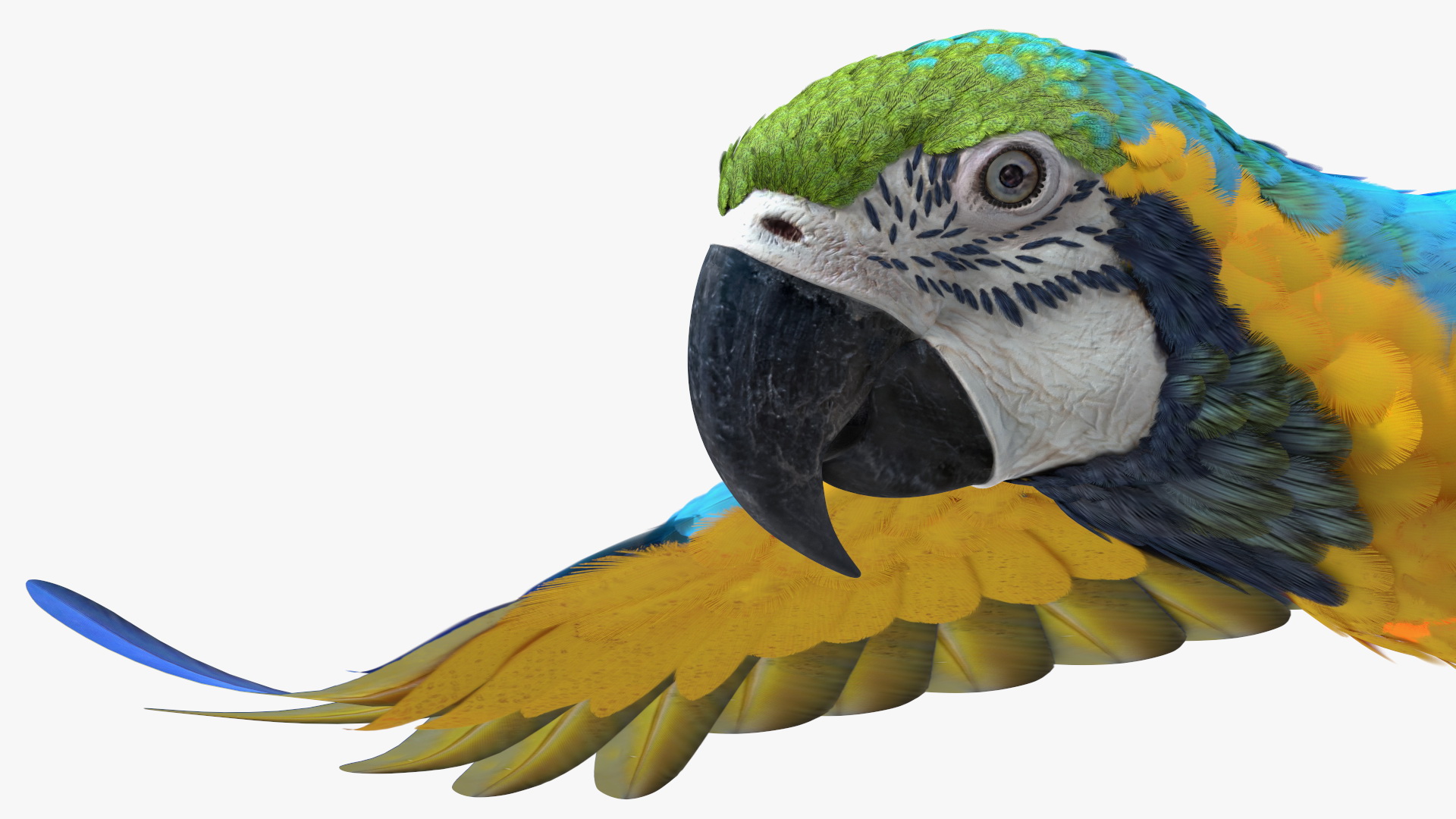 3D model Blue and Yellow Macaw Parrot Flight Pose