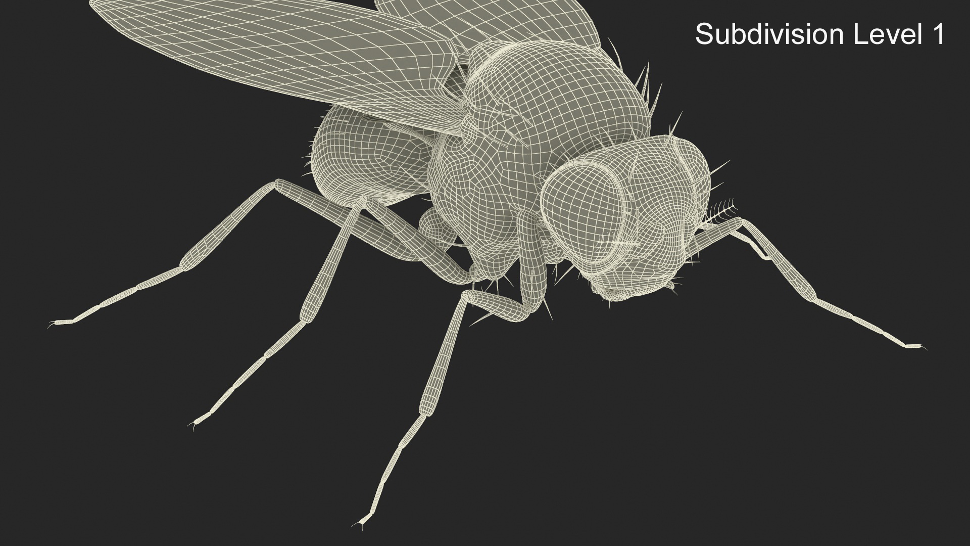 3D Drosophila Melanogaster Black Fur model