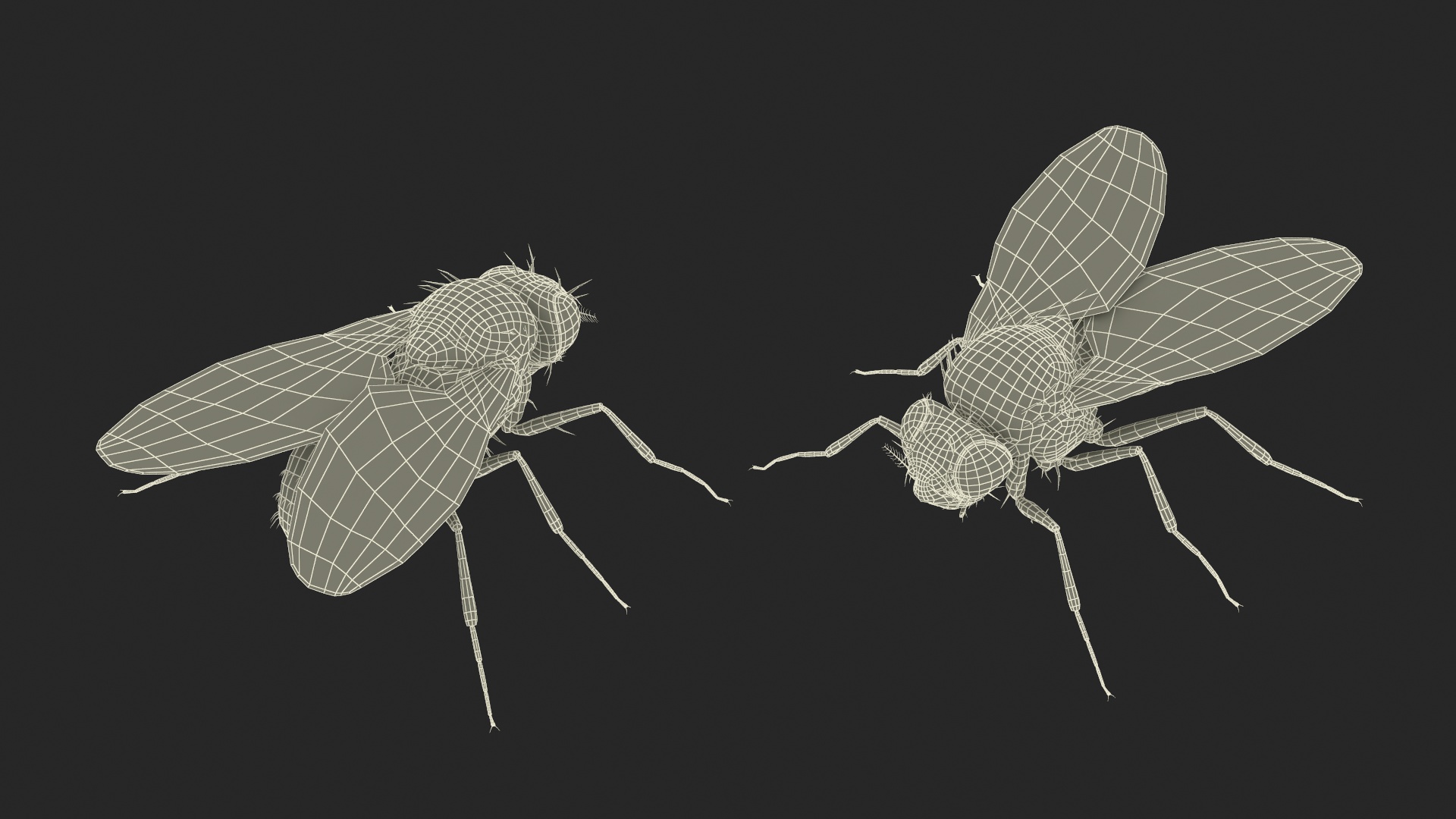 3D Drosophila Melanogaster Black Fur model