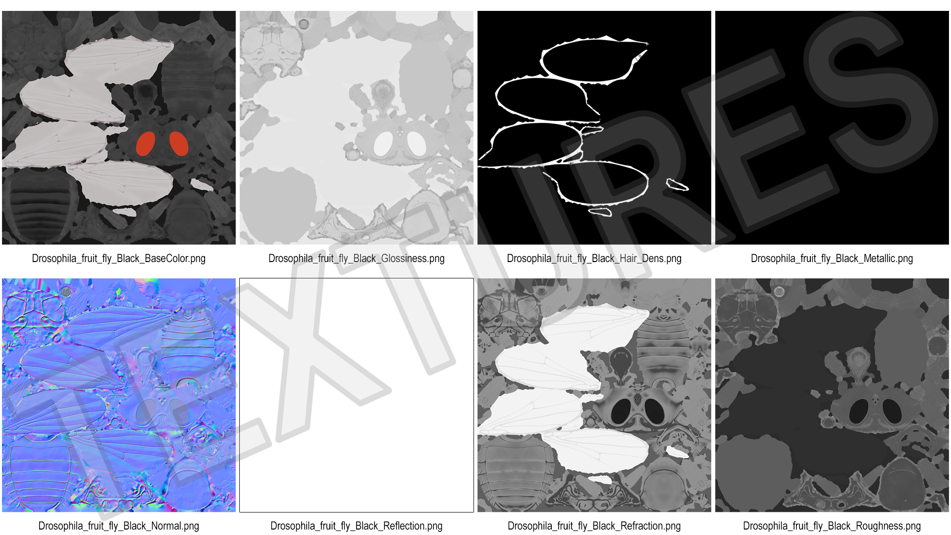 3D Drosophila Melanogaster Black Fur model