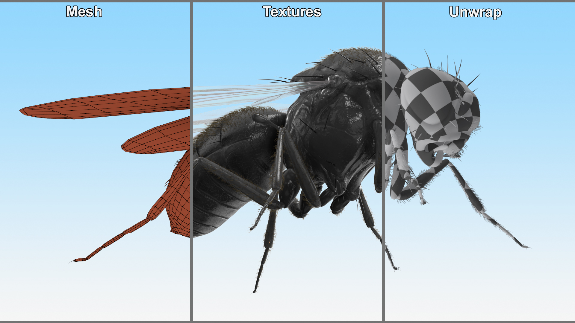 3D Drosophila Melanogaster Black Fur model