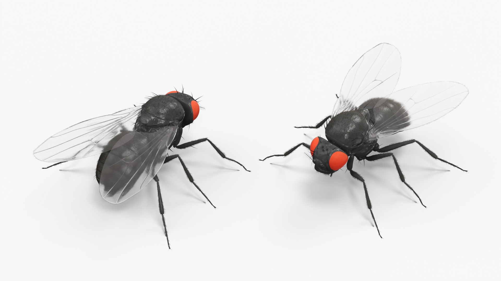 3D Drosophila Melanogaster Black Fur model