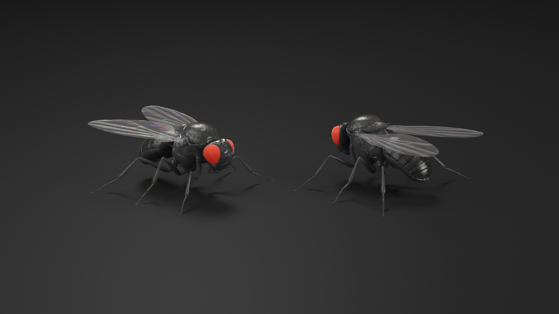 3D Drosophila Melanogaster Black Fur model