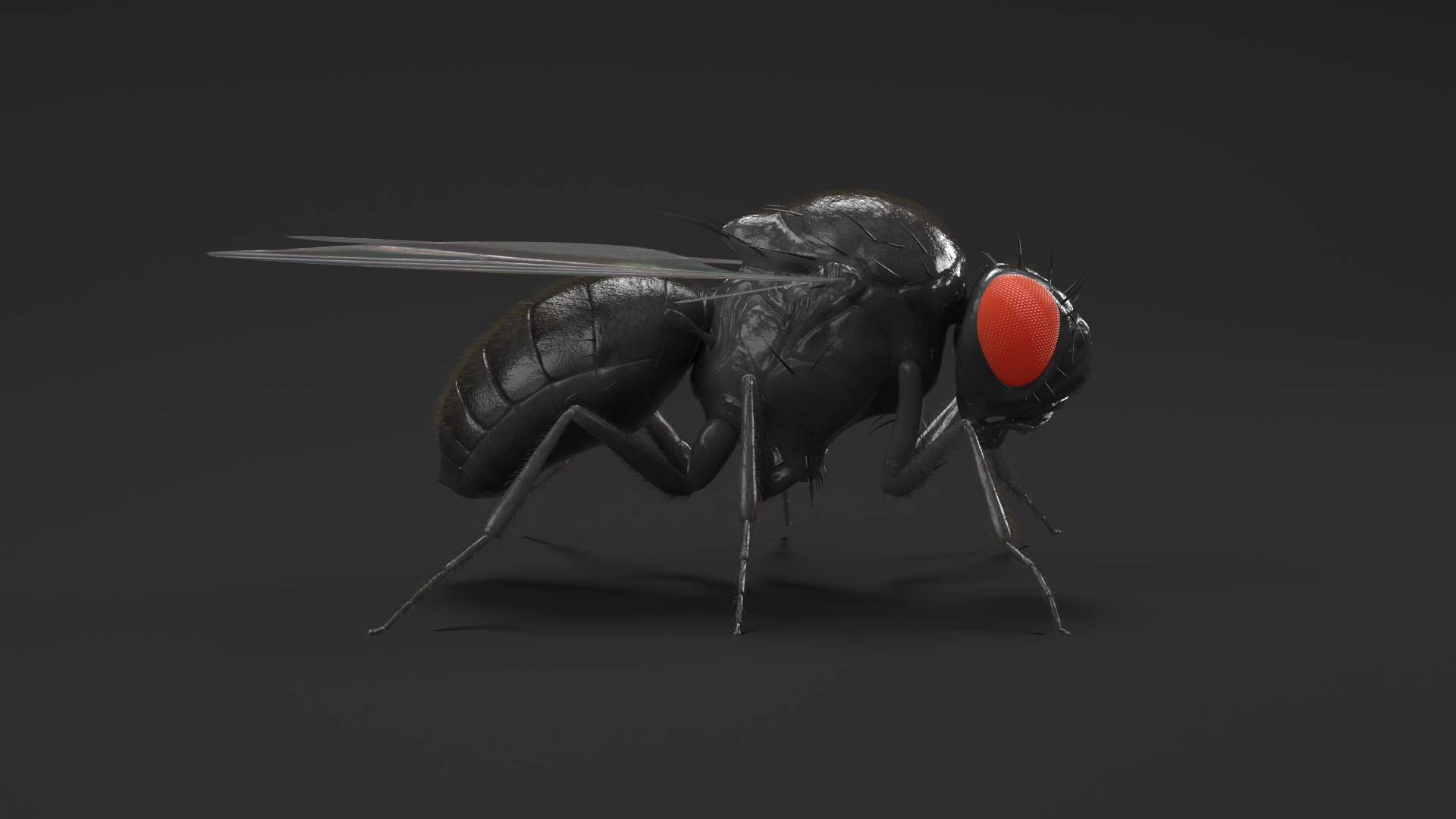 3D Drosophila Melanogaster Black Fur model