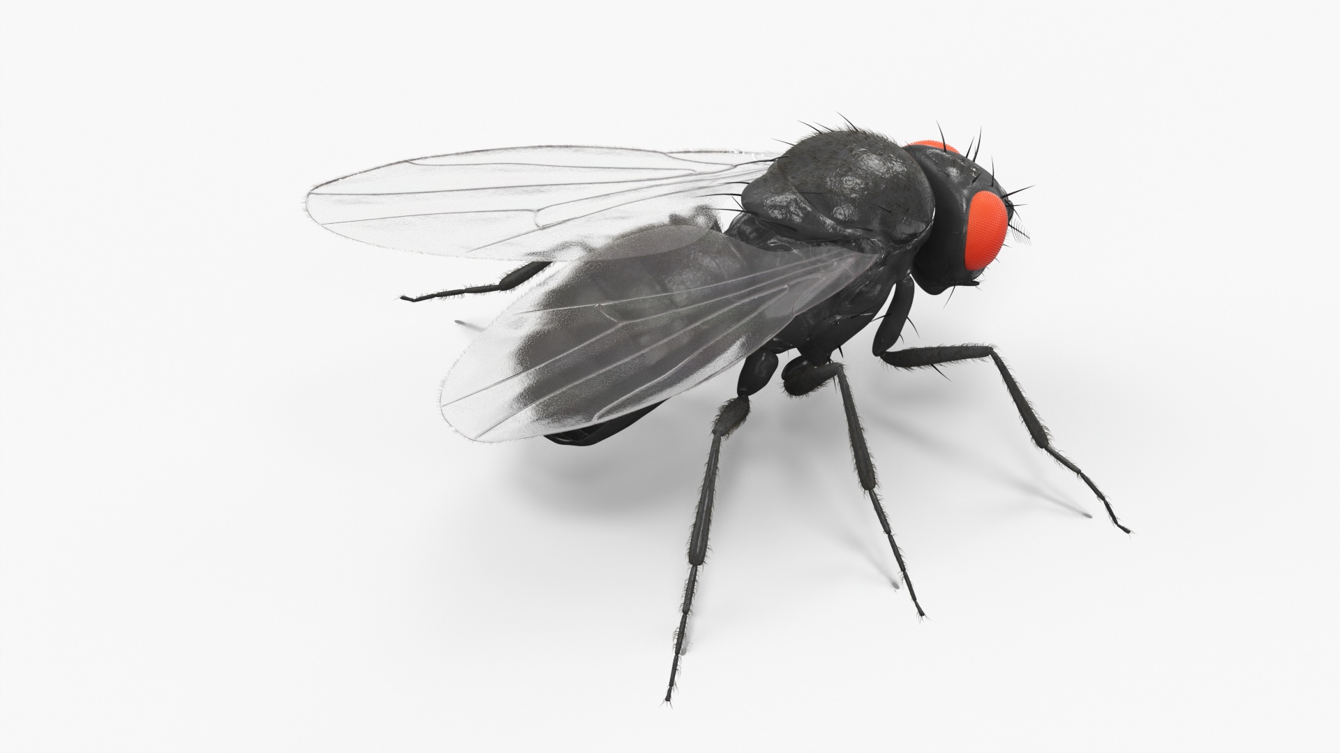 3D Drosophila Melanogaster Black Fur model