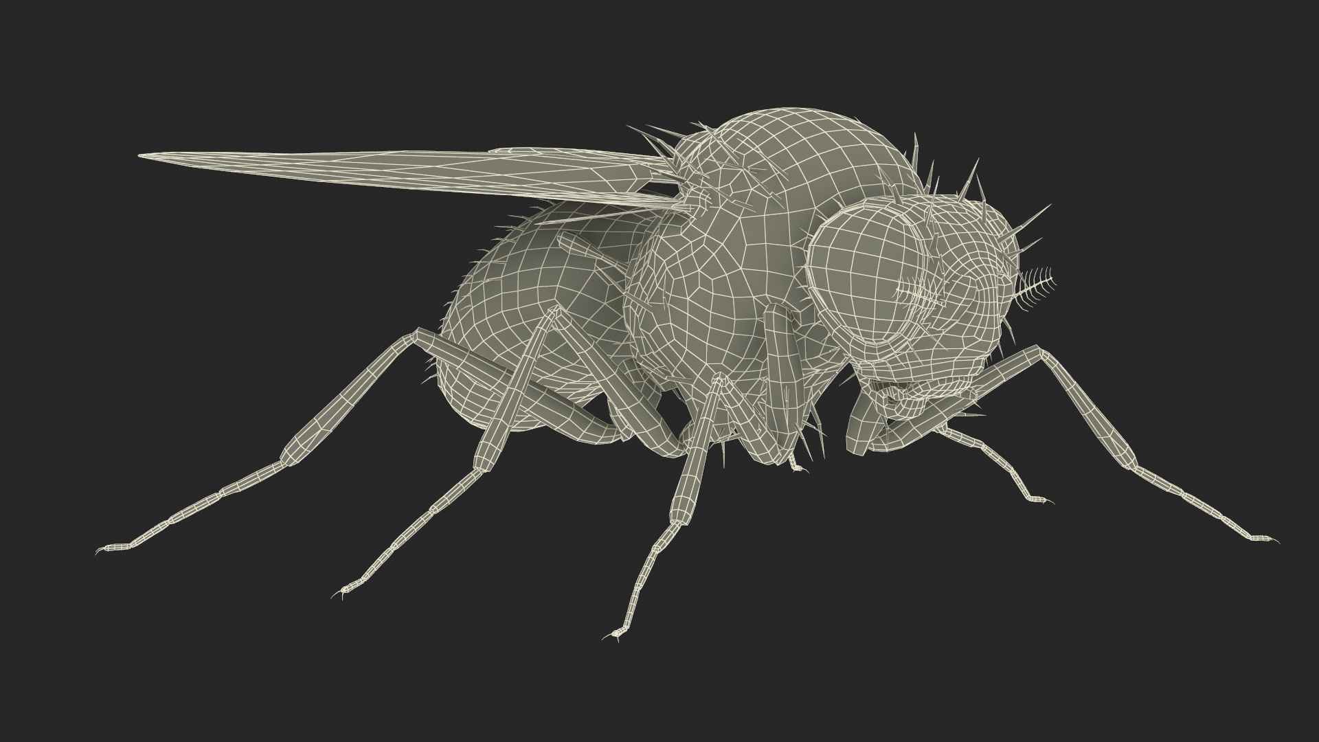 3D Drosophila Melanogaster Black Fur model