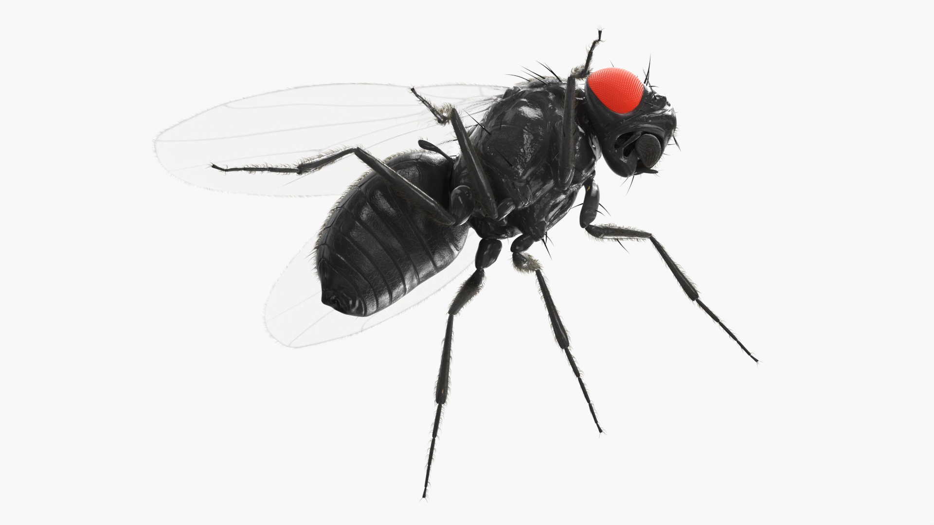 3D Drosophila Melanogaster Black Fur model