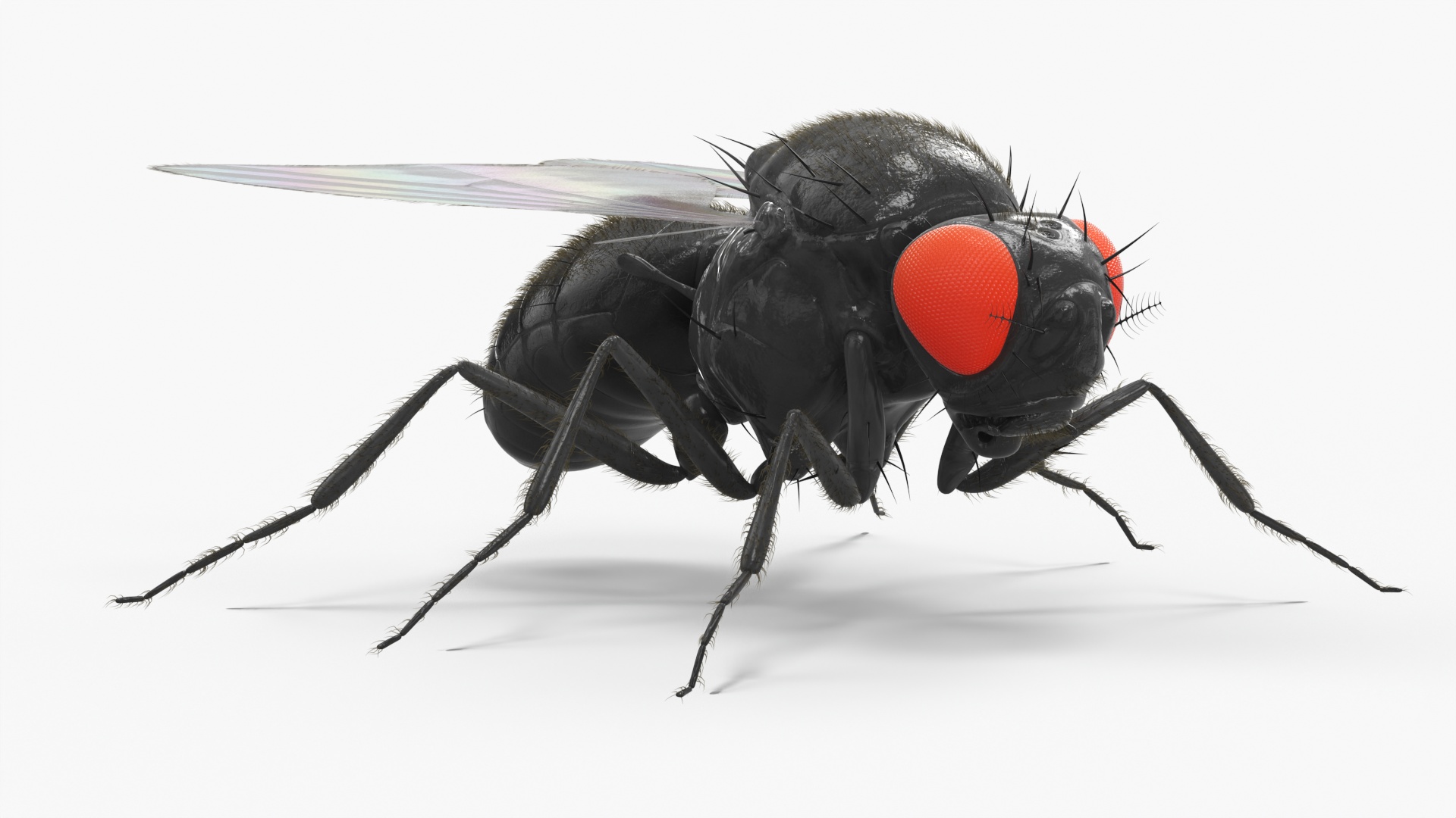 3D Drosophila Melanogaster Black Fur model