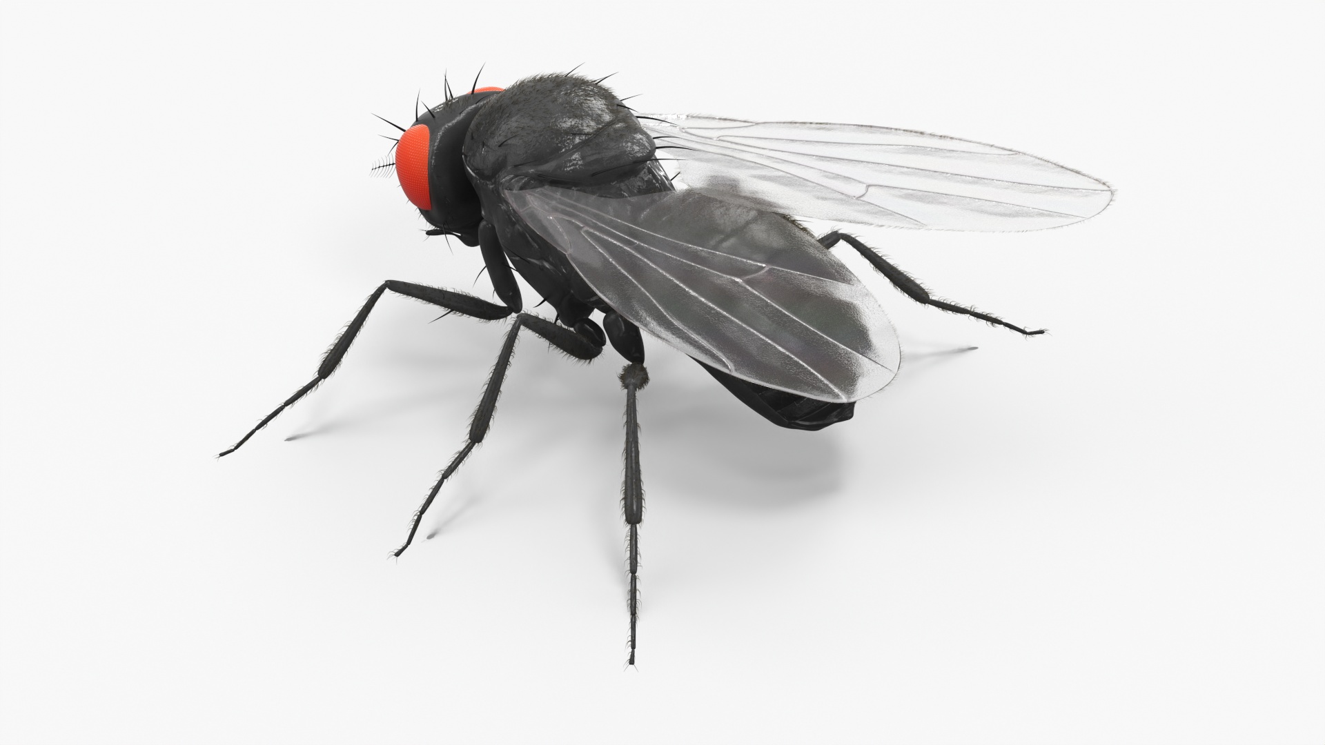 3D Drosophila Melanogaster Black Fur model