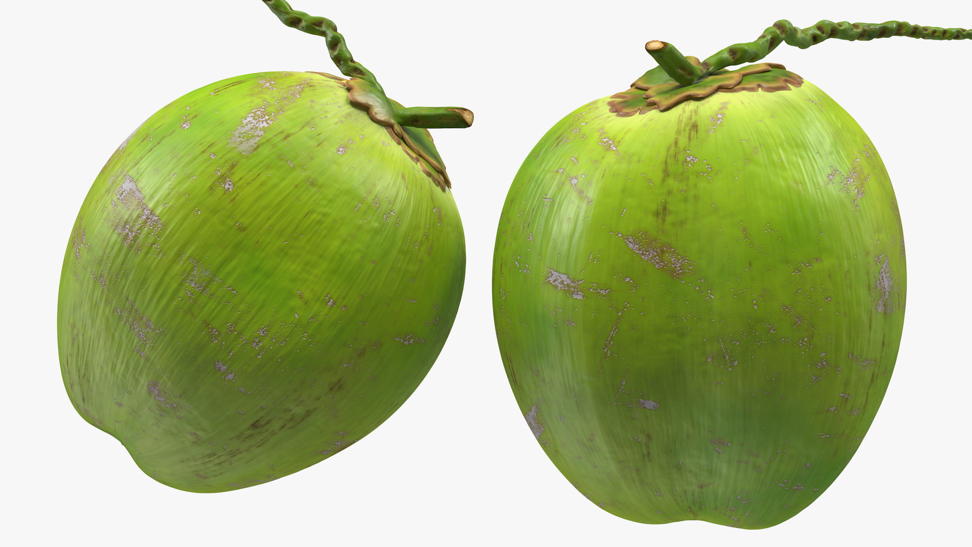 Two Fresh Green Coconuts 3D model