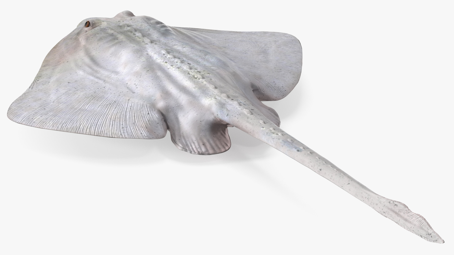 3D model Bathyraja Lindbergi White