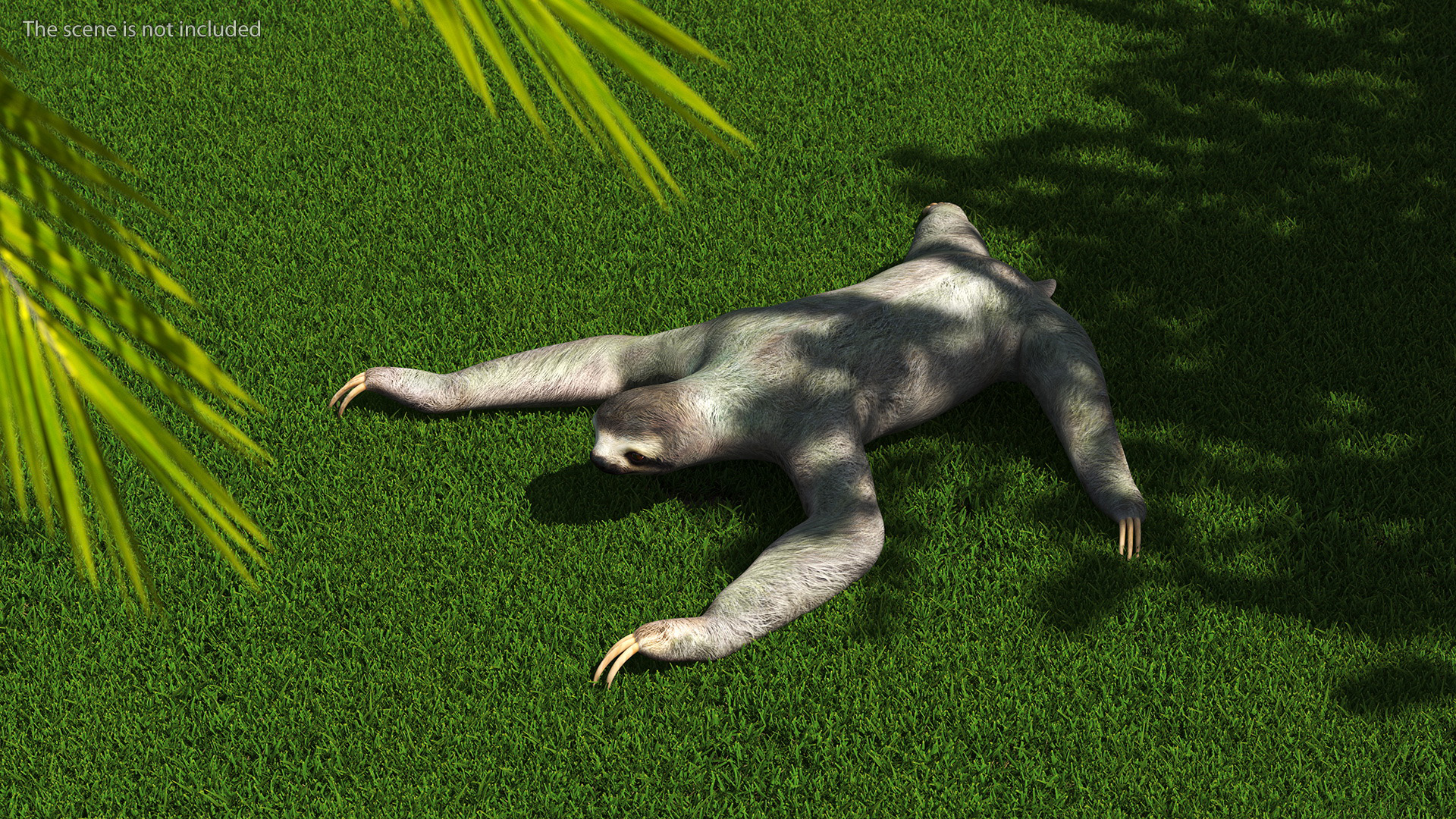 Sloth Crawls 3D