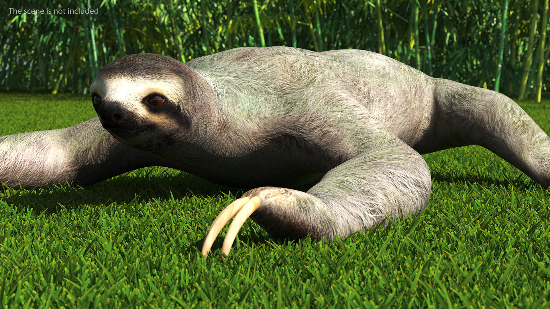 Sloth Crawls 3D