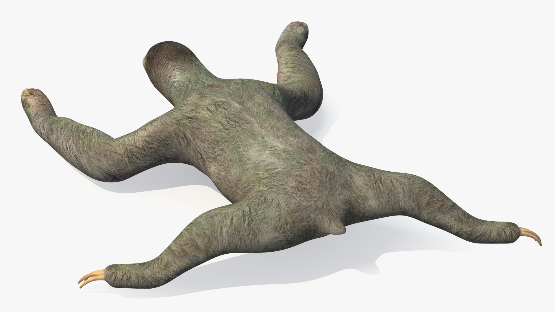 Sloth Crawls 3D