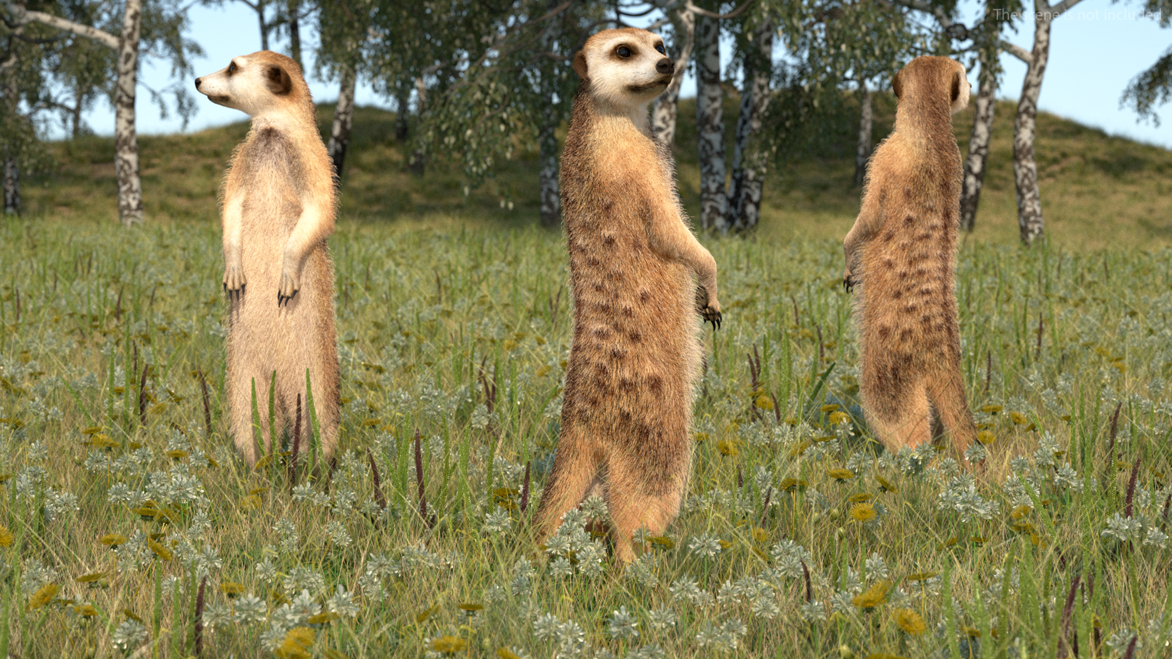 3D model Meerkat Standing Pose Fur