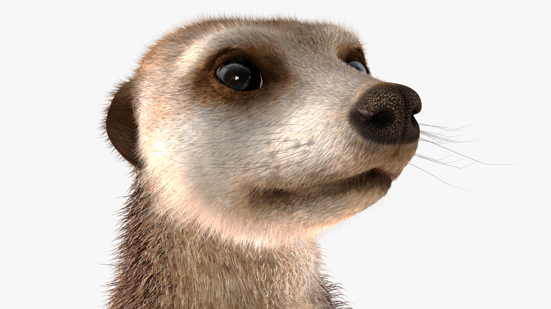 3D model Meerkat Standing Pose Fur