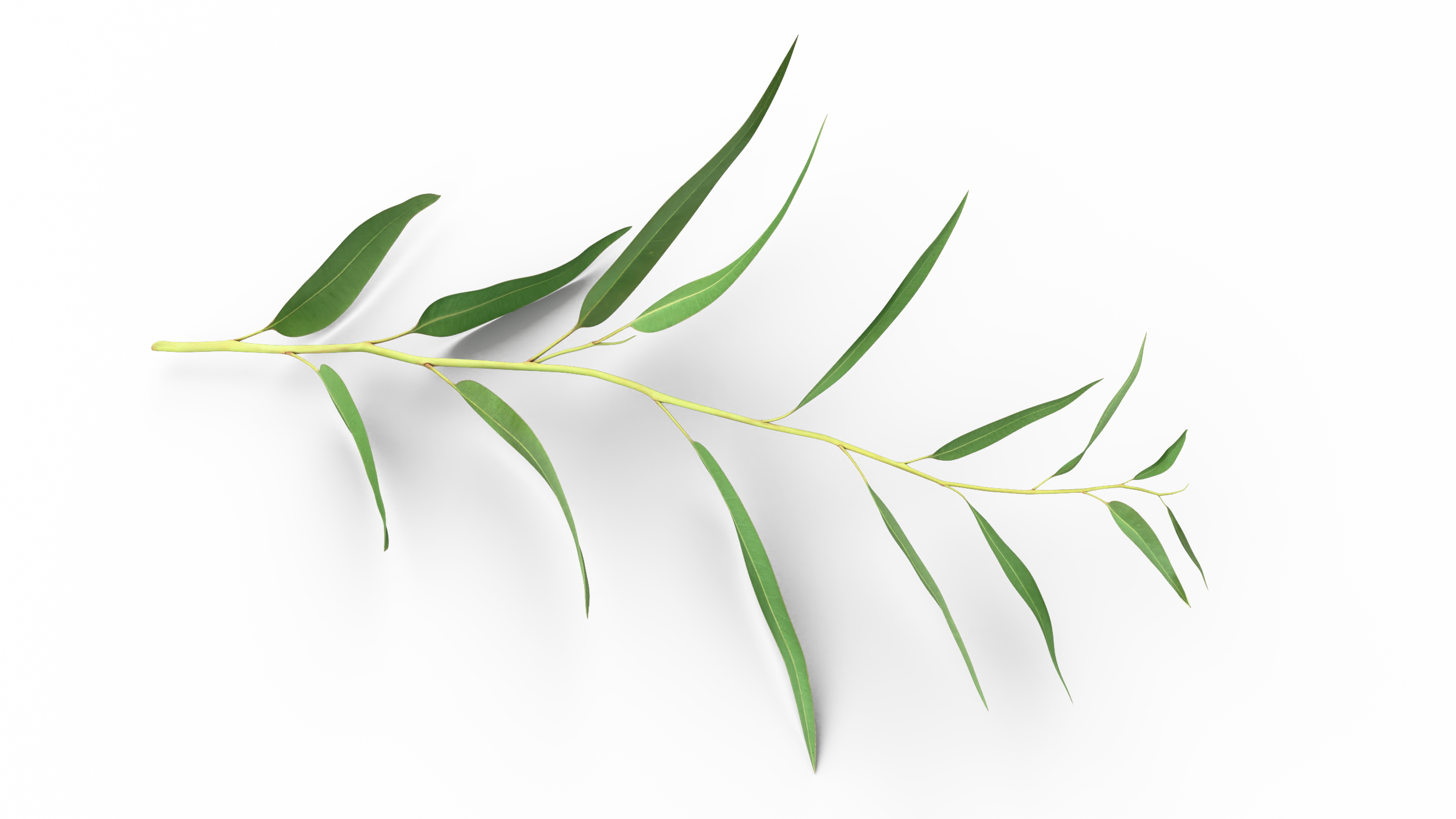 3D Fresh Eucalyptus Leaves on Stem