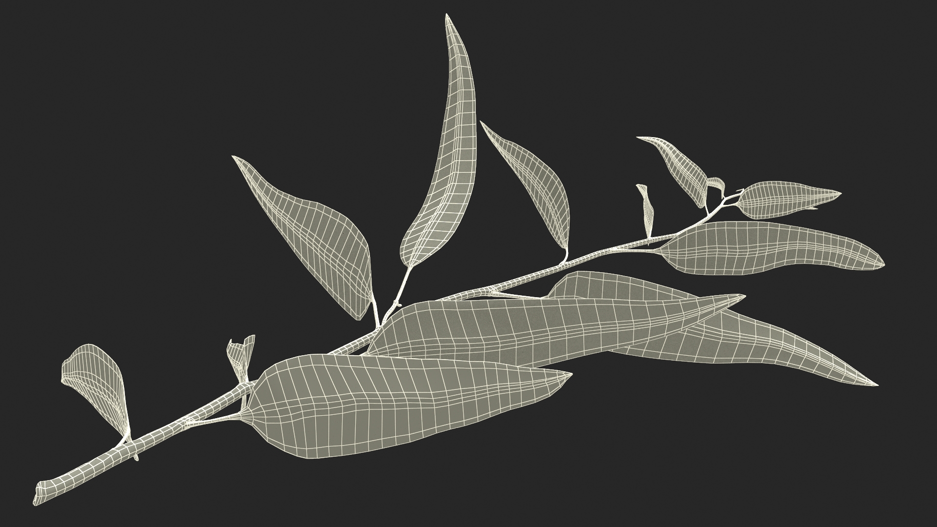 3D Fresh Eucalyptus Leaves on Stem