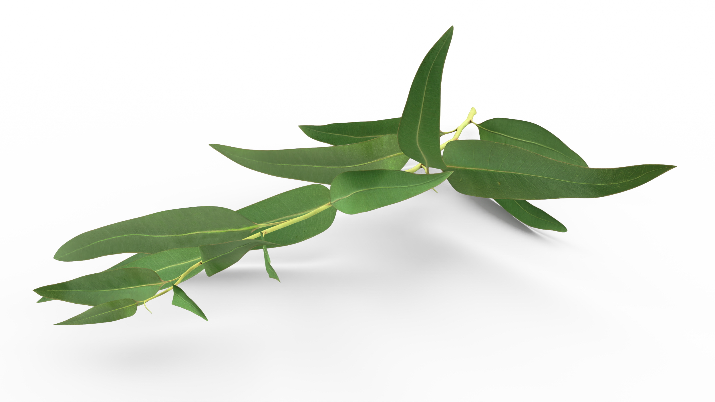 3D Fresh Eucalyptus Leaves on Stem