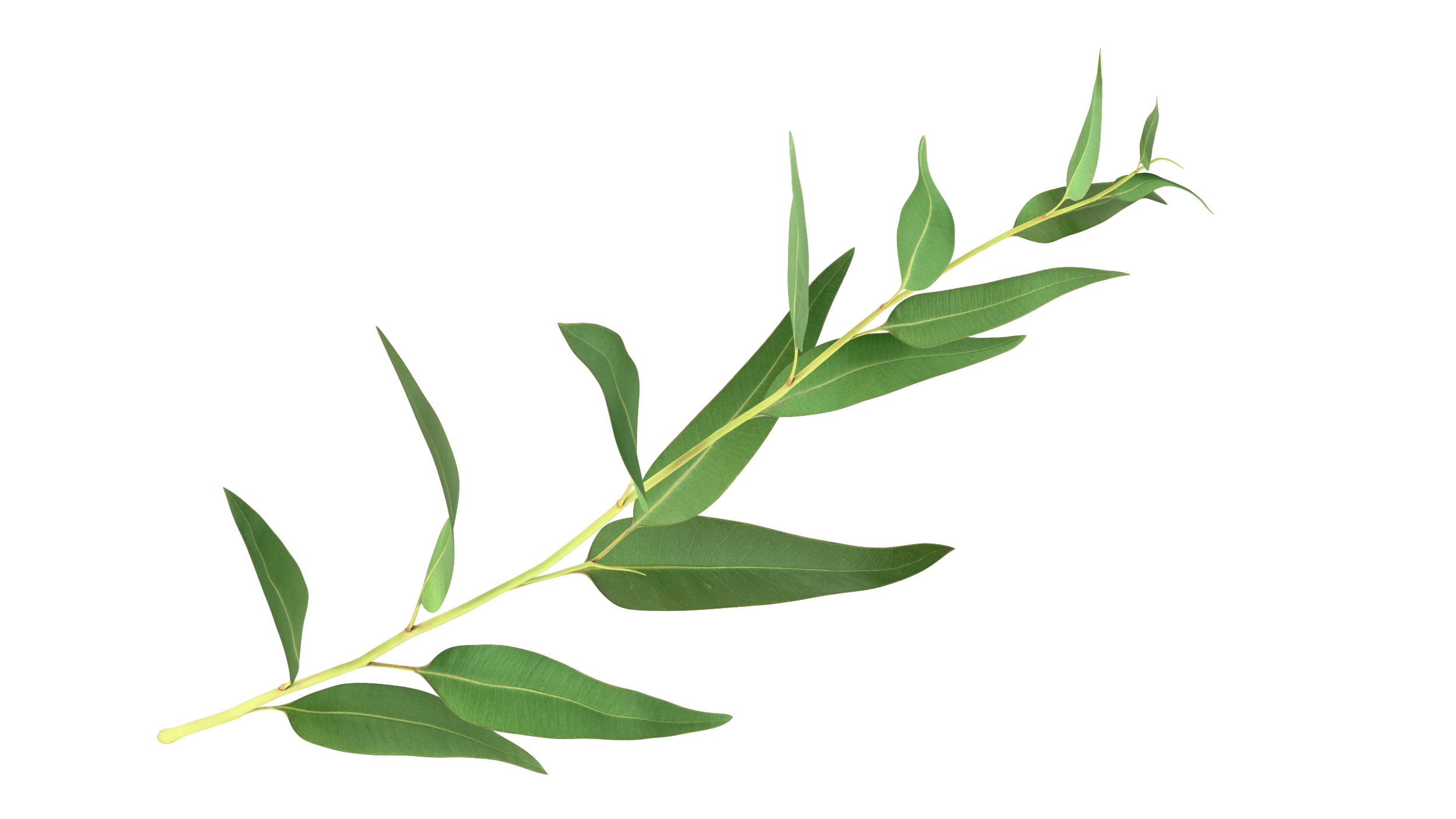 3D Fresh Eucalyptus Leaves on Stem