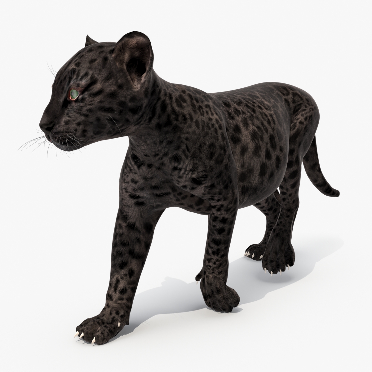 Black Leopard Cub Rigged 3D model