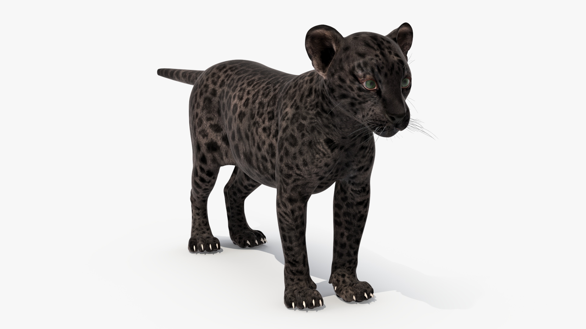 Black Leopard Cub Rigged 3D model