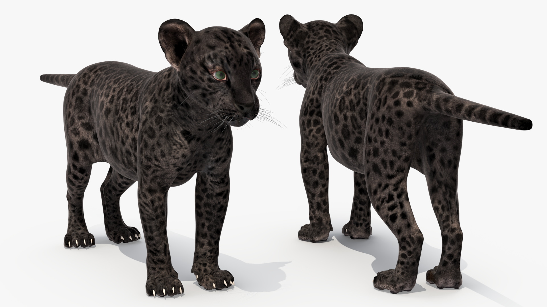 Black Leopard Cub Rigged 3D model