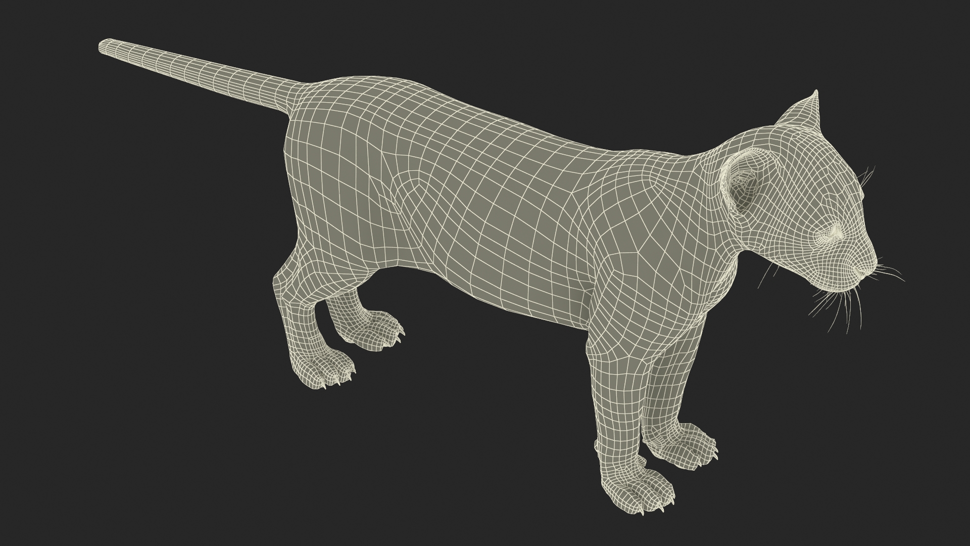 Black Leopard Cub Rigged 3D model